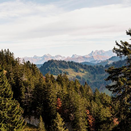 Blick über dunkle Fichtenwälder und grüne Almhänge rund um den Hochhäderich bis zu den schroffen Gipfeln der Alpen im warmen Herbstlicht.