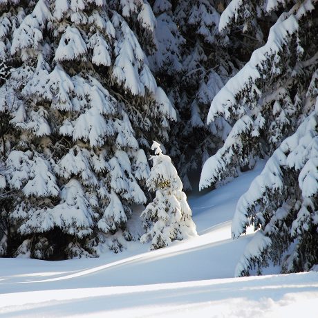 Junge Fichte mit dicker Schneehaube steht im Sonnenlicht vor dicht verschneiten Nadelbäumen, davor unberührte Schneeverwehungen.