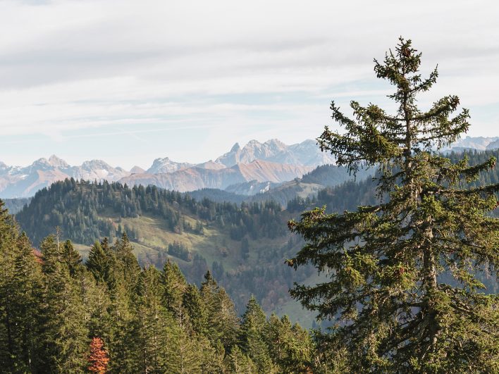 Blick über bewaldete Hügel zu den Bergketten am Horizont, im Vordergrund eine Fichte mit Zapfen im Herbst.