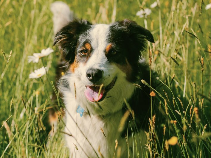 Dreifarbiger Hund mit hängender Zunge liegt entspannt im hohen Gras einer Sommerwiese zwischen Margeriten.