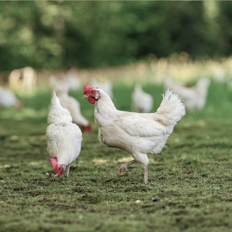 Weiße Hühner vom Martinshof laufen frei über eine grüne Wiese und picken im Gras, von hier kommen die Frühstückseier des Almhotels Hochhäderich.