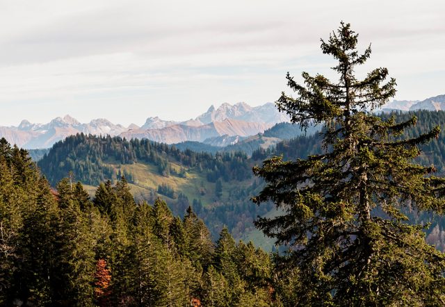 Blick über dunkle Fichtenwälder und grüne Almhänge rund um den Hochhäderich bis zu den schroffen Gipfeln der Alpen im warmen Herbstlicht.